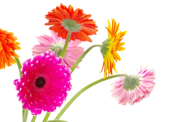 Flores coloridas — Fotografia de Stock
