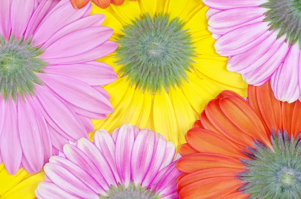 Gerbere colorate — Foto Stock
