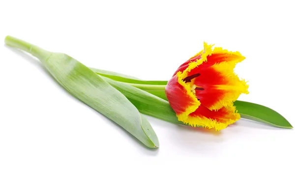 Žlutý Tulipán — Stock fotografie