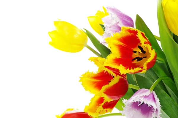 Tulipani su bianco — Foto Stock