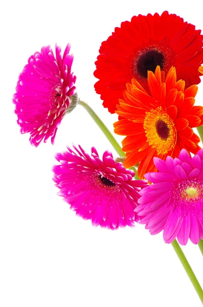Gerbera blommor — Stockfoto