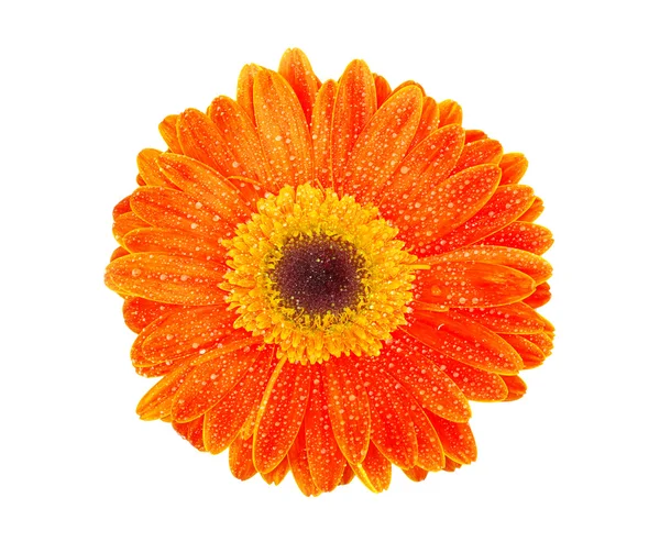 Orange gerbera — Stock Photo, Image