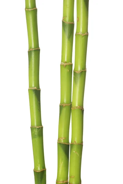 Zöld bambusz — Stock Fotó