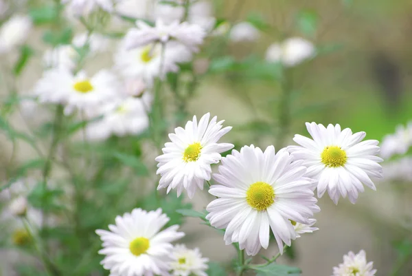 Bunga putih — Stok Foto
