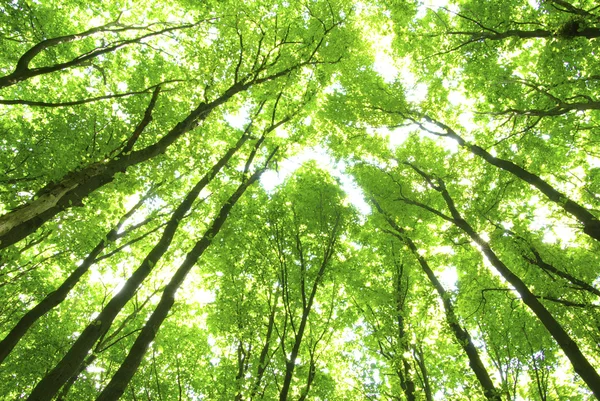 Зелені дерева — стокове фото