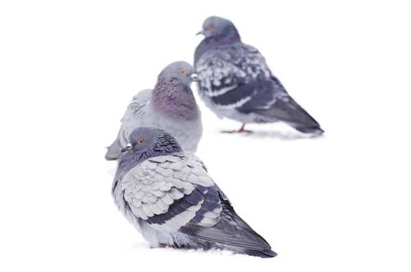 Pigeons on white — Stock Photo, Image