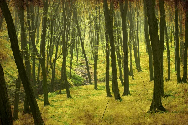 森林背景 — 图库照片