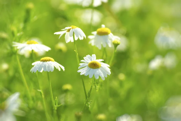 카밀레 꽃 — 스톡 사진