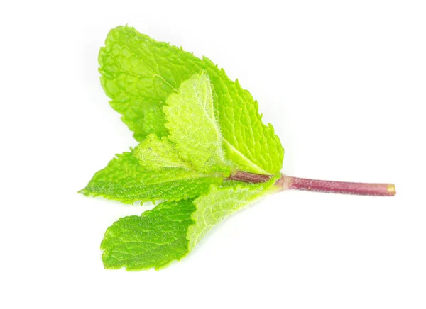 Mint on a white — Stock Photo, Image