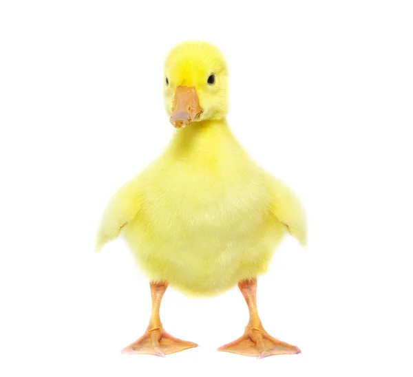 Cute gosling — Stock Photo, Image