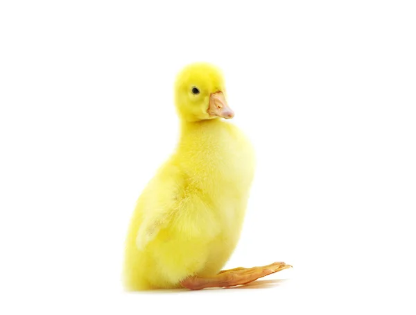 Lindo gosling —  Fotos de Stock
