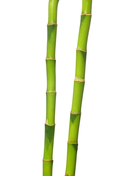 Green bamboo — Stock Photo, Image