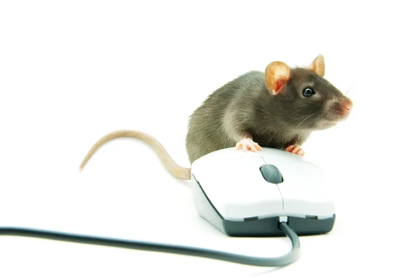 Mysz szczur i komputer — Zdjęcie stockowe