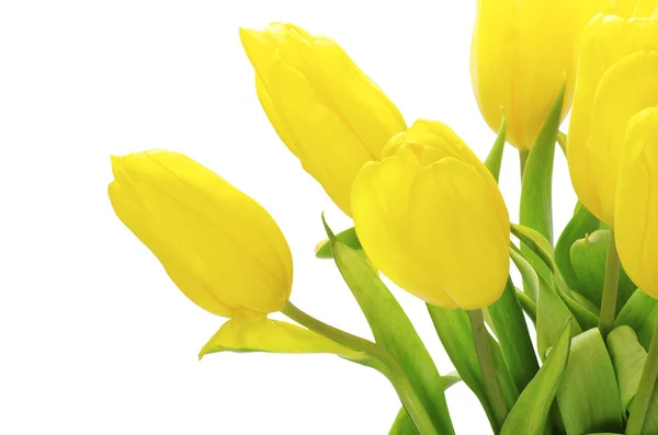 Tulips on white Stock Image