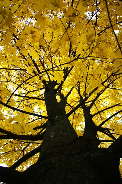Herbstblätter Stockfoto