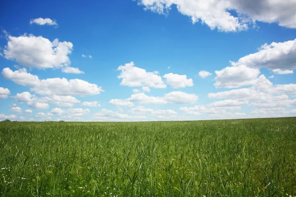 Lindamente paisagem de verão — Fotografia de Stock