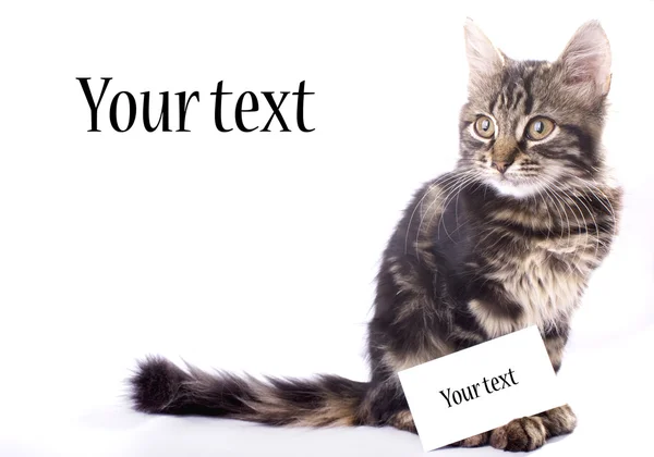 Pequeño gatito y tarjeta (tu anuncio ) — Foto de Stock
