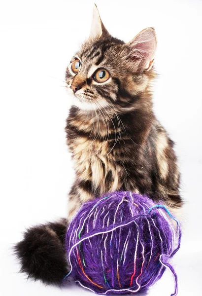 Yavru kedi ve bir top iplik — Stok fotoğraf