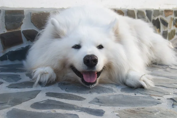 De witte grote hond — Stockfoto