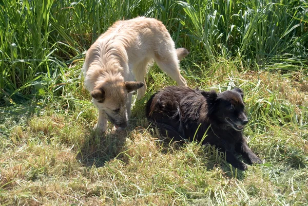 stock image Two dogs play on farm