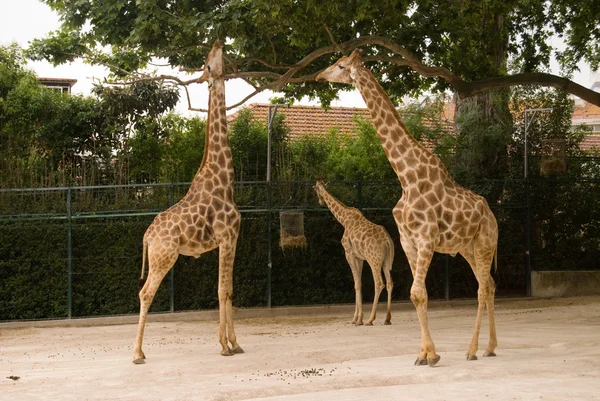 Giraffe im Zoo von Lissabon — Stockfoto