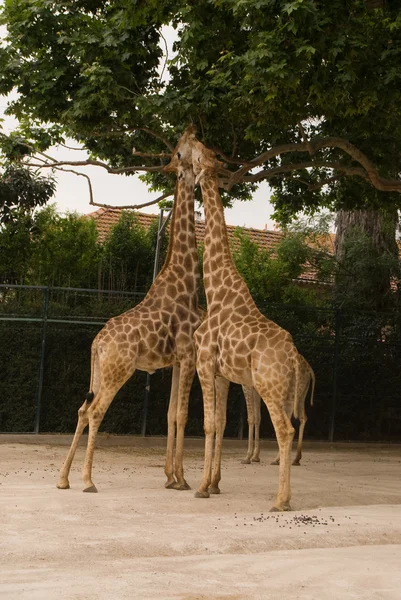 Żyrafa w zoo w Lizbonie — Zdjęcie stockowe