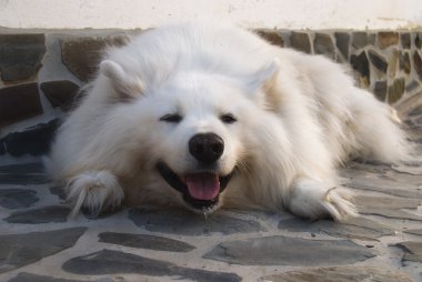 samoyed