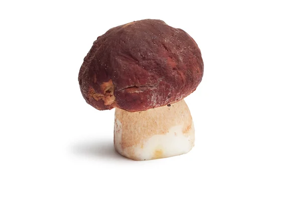 Mushroom isolated over white — Stock Photo, Image