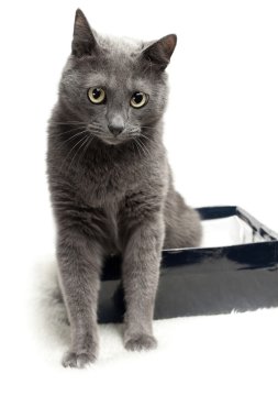 Grey cat sitting in the box with funny expression over white bac clipart