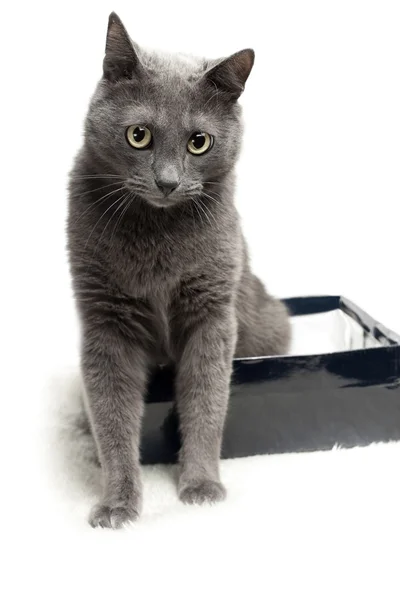Šedá kočka sedí v krabici s legrační výrazem nad bílým bac — Stock fotografie
