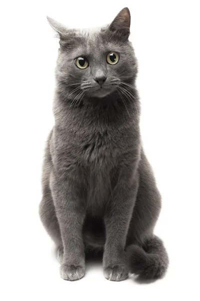 Gatto grigio seduto su sfondo bianco isolato — Foto Stock