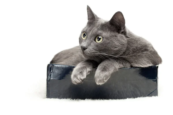 Gato gris sentado en la caja sobre fondo blanco —  Fotos de Stock