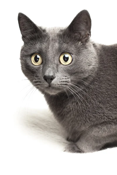 Chat gris assis sur fond de tapis blanc isolé — Photo