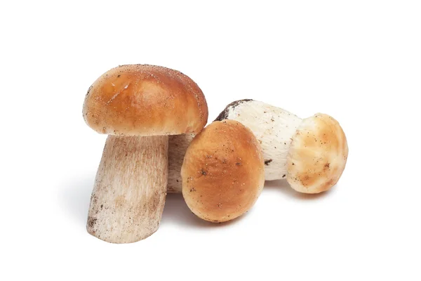 Mushrooms isolated over white — Stock Photo, Image