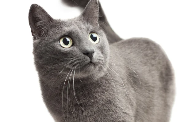白い背景の上の灰色の猫のクローズ アップ — ストック写真