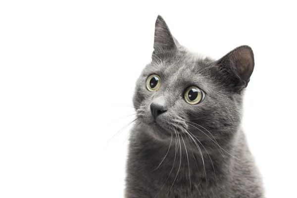 Detail šedá kočka s legrační výrazem nad bílým poz — Stock fotografie