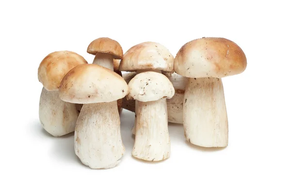 Funghi isolati sullo sfondo bianco — Foto Stock