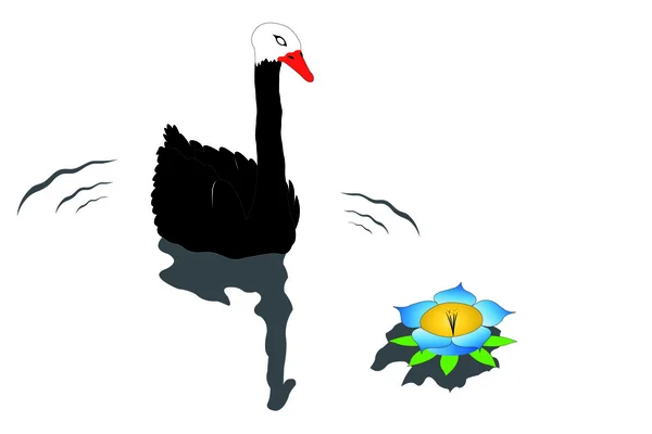 Černá labuť — Stockový vektor