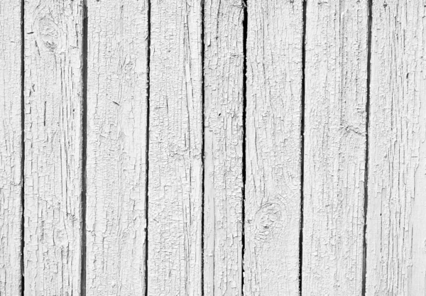 흰 나무를 풍 화 — 스톡 사진