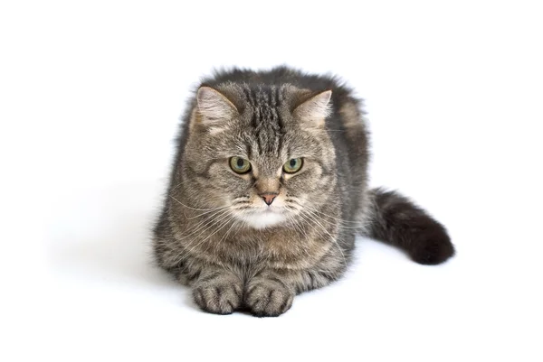 Γκρίζα Χνουδωτή Γάτα Κοιτάει Από Πλάι — Φωτογραφία Αρχείου