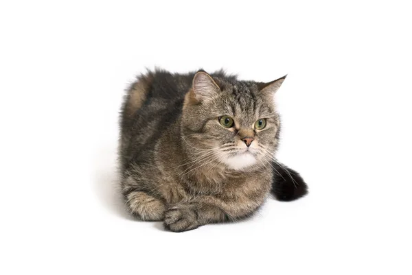Cute Cat — Stock Photo, Image