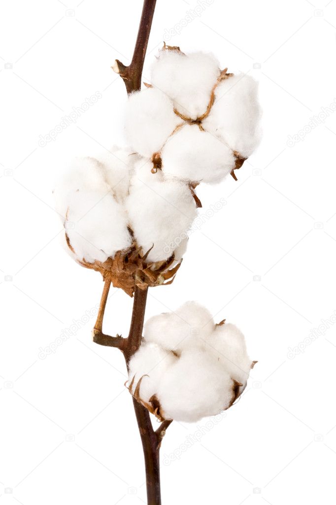 Cotton plant — Stock Photo © olgysha #4058250