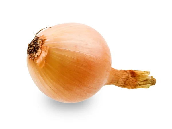 Single Onion — Stock Photo, Image