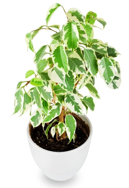 Ficus tree — Stock Photo, Image