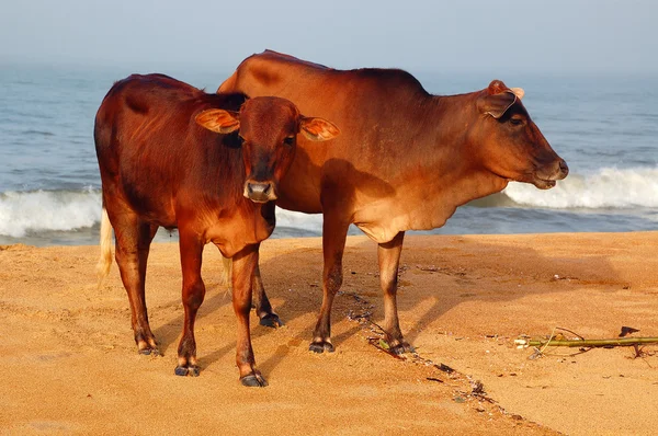 神圣的牛和犊牛 — 图库照片