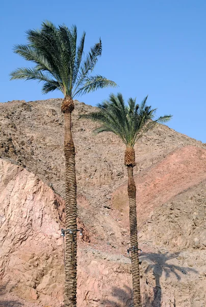 stock image Palm Trees and Mountains