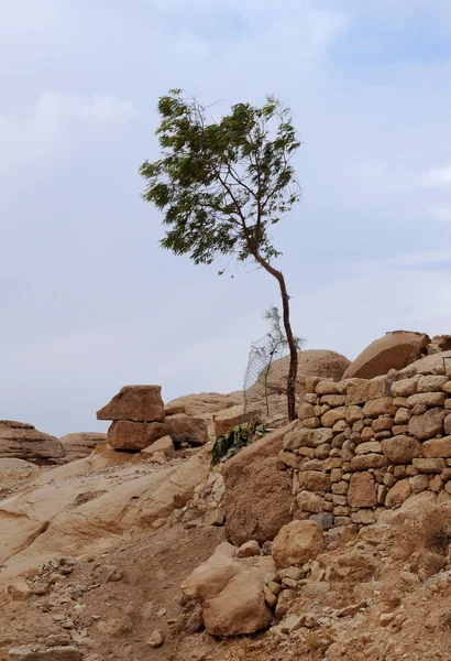 Самотнє дерево в горах — стокове фото