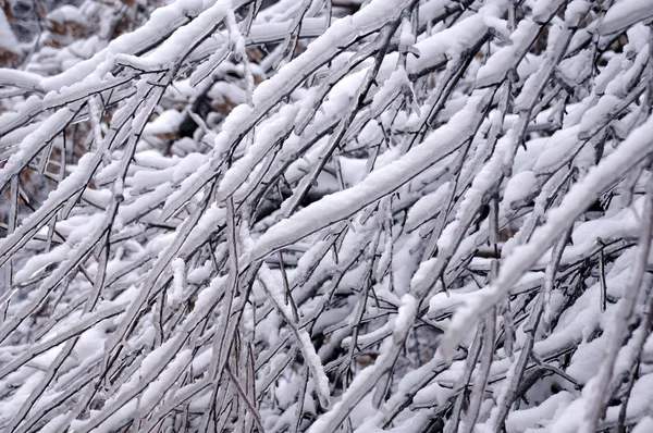 Zbliżenie Obrazu Lodowych Gałązki Drzewa Pokryte Śniegiem Rosji — Zdjęcie stockowe