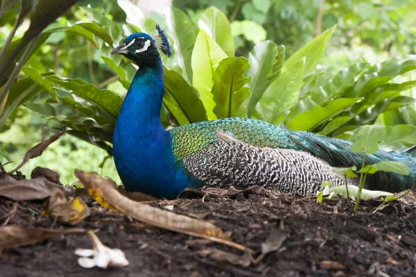 Peacock sitting on the ground — Stock Photo, Image