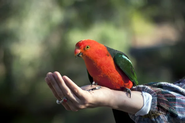 Zdjęcie Australijski Król Papuga Mężczyzna — Zdjęcie stockowe